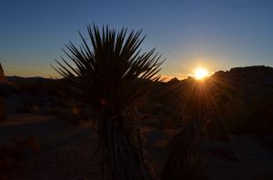 JKW_7171web Sunrise in Joshua Tree National Park.jpg